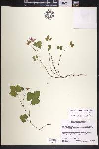 Rubus arcticus image