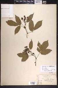 Rubus canadensis image