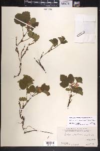 Rubus arcticus subsp. stellatus image