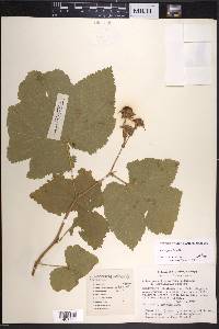 Rubus parviflorus image