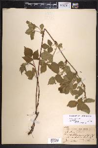 Rubus frondosus image