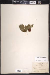 Rubus spectabilis image