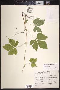 Rubus pubescens image