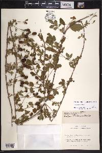 Rubus trivialis image