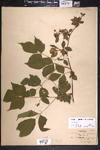 Rubus canadensis image