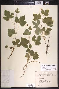 Rubus paracaulis image