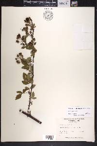 Rubus argutus image