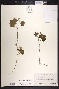 Rubus chamaemorus image