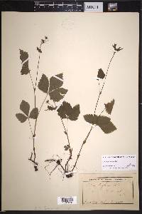 Rubus pubescens image