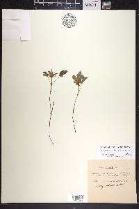Rubus arcticus subsp. acaulis image