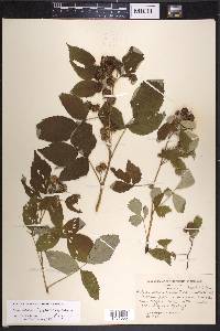 Rubus occidentalis image