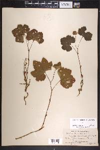 Rubus chamaemorus image