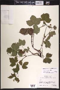 Rubus paracaulis image