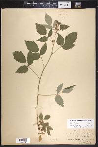 Rubus occidentalis image