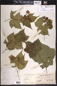 Rubus odoratus image