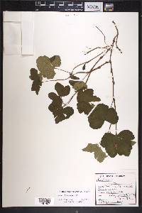 Rubus chamaemorus image
