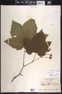 Rubus parviflorus image