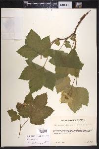 Rubus parviflorus image