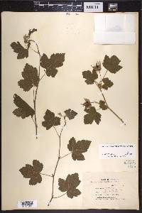 Rubus neomexicanus image