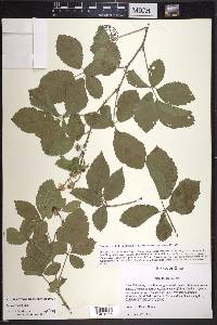 Rubus trivialis image