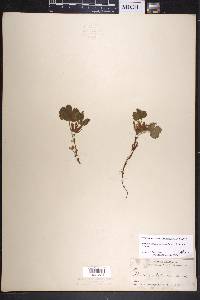 Rubus arcticus subsp. stellatus image