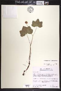 Rubus chamaemorus image