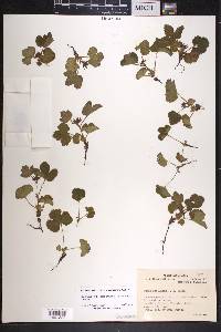 Rubus arcticus subsp. stellatus image