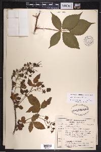 Rubus glandicaulis image