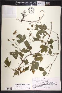 Rubus flagellaris image