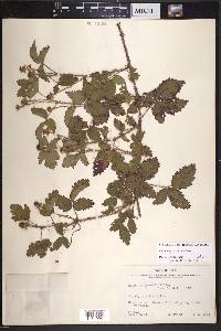 Rubus riograndis image