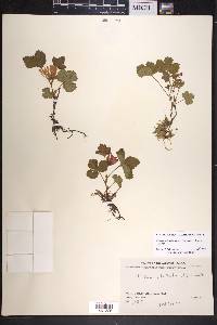 Rubus arcticus subsp. stellatus image