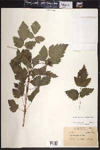 Rubus spectabilis image