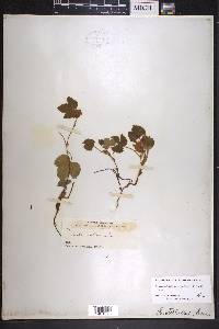 Rubus arcticus subsp. stellatus image