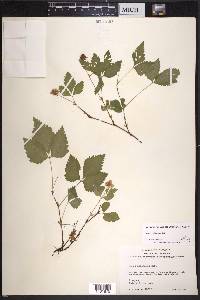 Rubus pubescens image