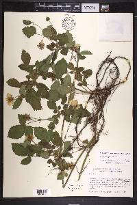 Rubus hirsutus image