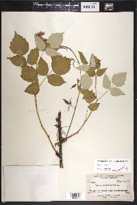 Rubus occidentalis image