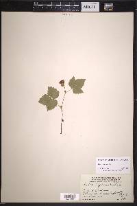 Rubus pubescens image