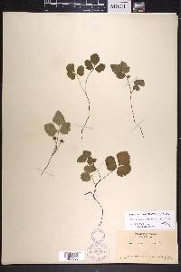 Rubus arcticus image