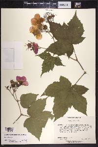 Rubus odoratus image