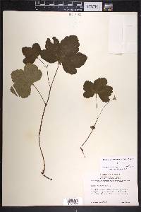 Rubus chamaemorus image