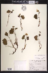 Rubus chamaemorus image