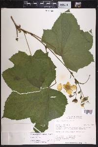 Rubus parviflorus image