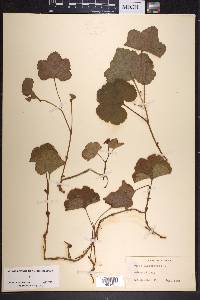 Rubus chamaemorus image