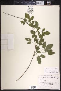 Rubus serratus image