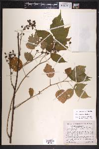 Rubus elegantulus image