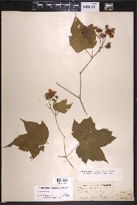 Rubus odoratus image