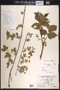 Rubus kentuckiensis image