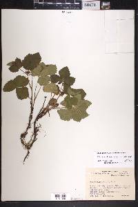 Rubus arcticus image