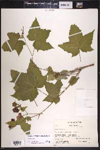 Rubus odoratus image