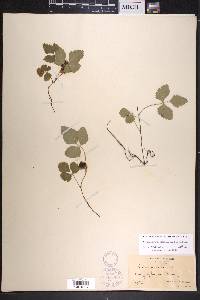 Rubus arcticus subsp. acaulis image